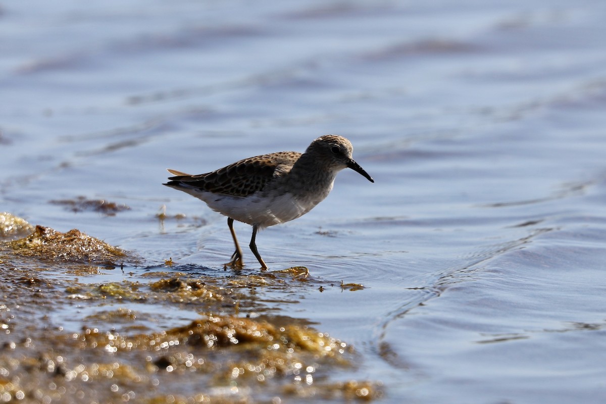 Least Sandpiper - ML624694429