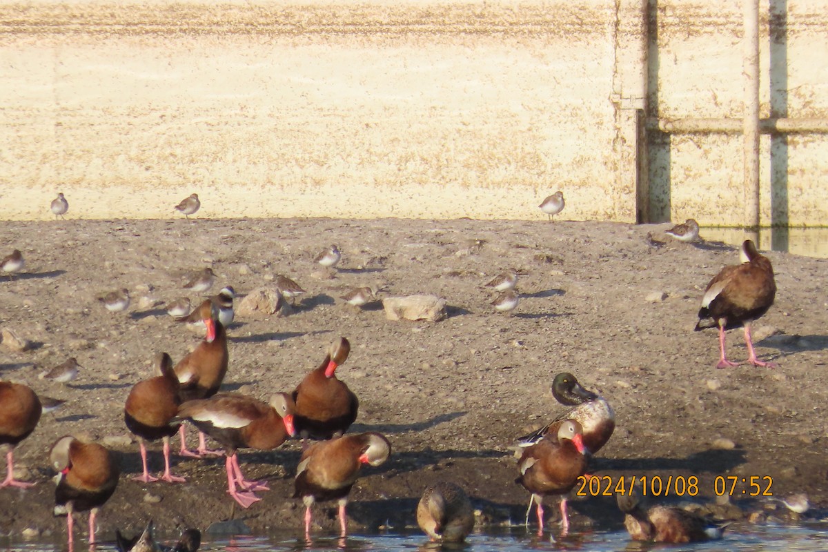 Black-bellied Whistling-Duck - ML624694471