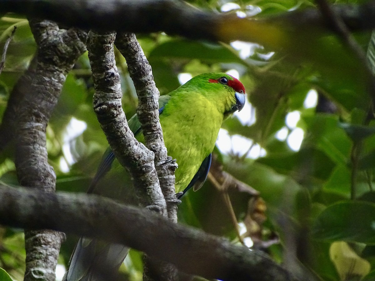 New Caledonian Parakeet - ML624694521