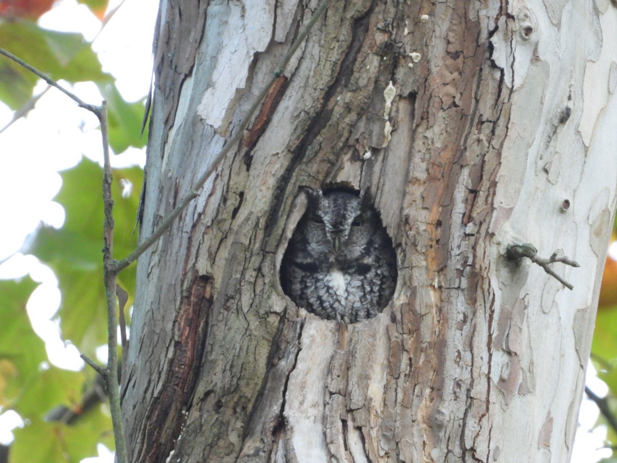 Eastern Screech-Owl - ML624694535