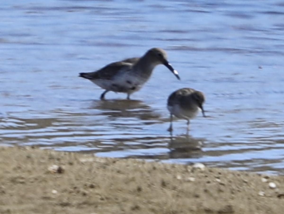 Dunlin - ML624694774