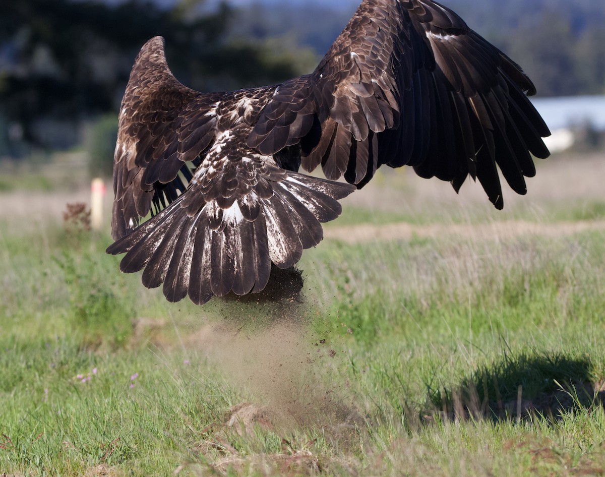 Bald Eagle - ML624694884