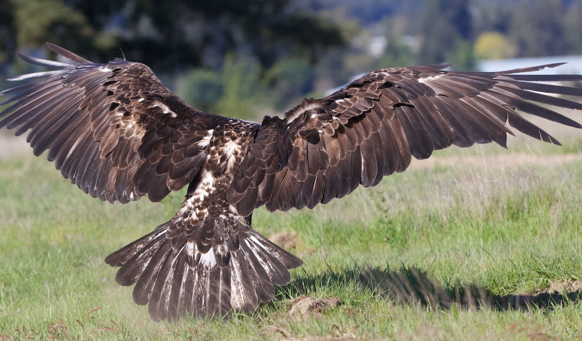 Bald Eagle - ML624694888