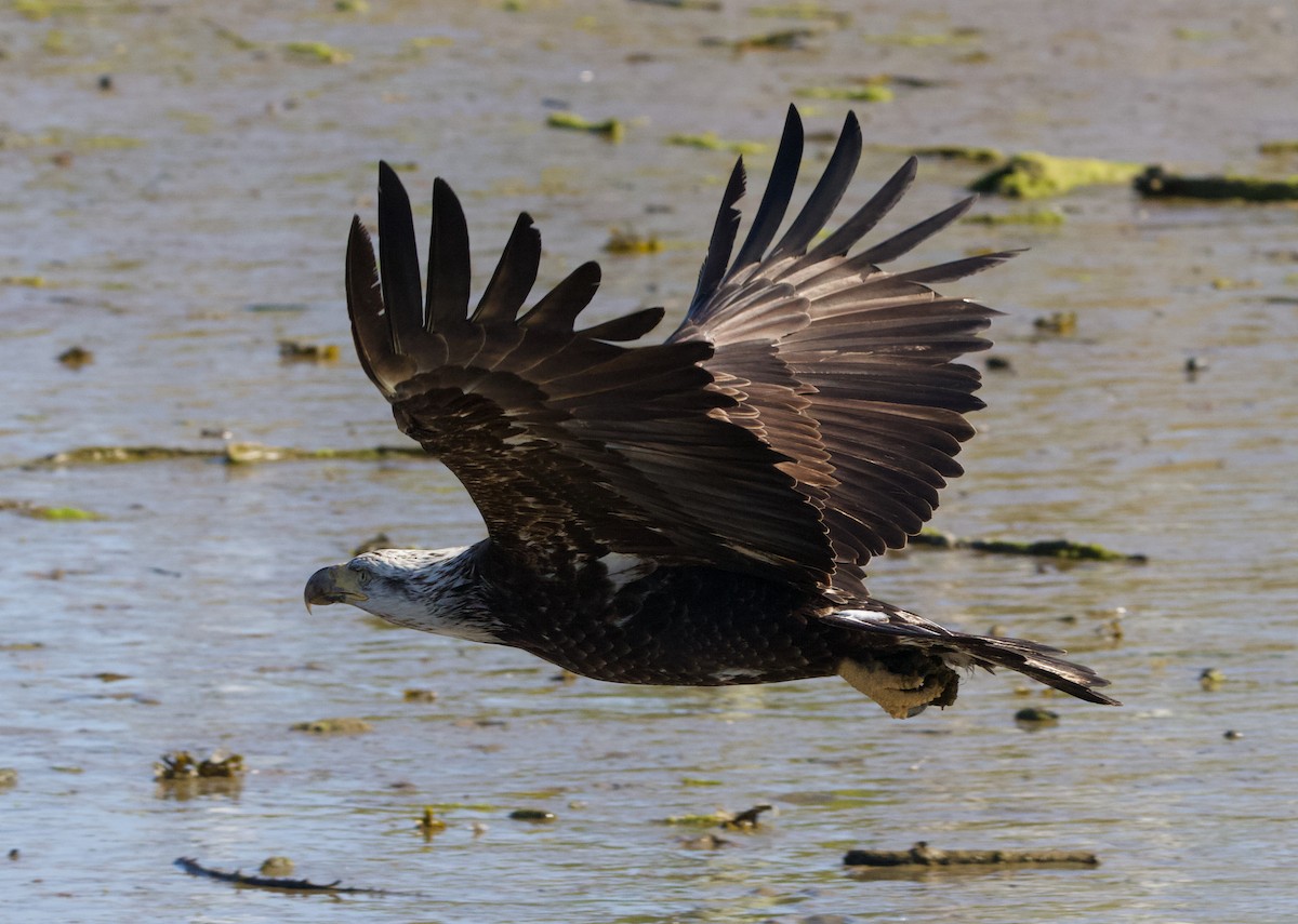 Bald Eagle - ML624694891