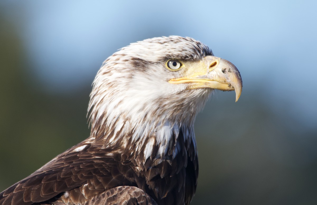 Bald Eagle - ML624694892