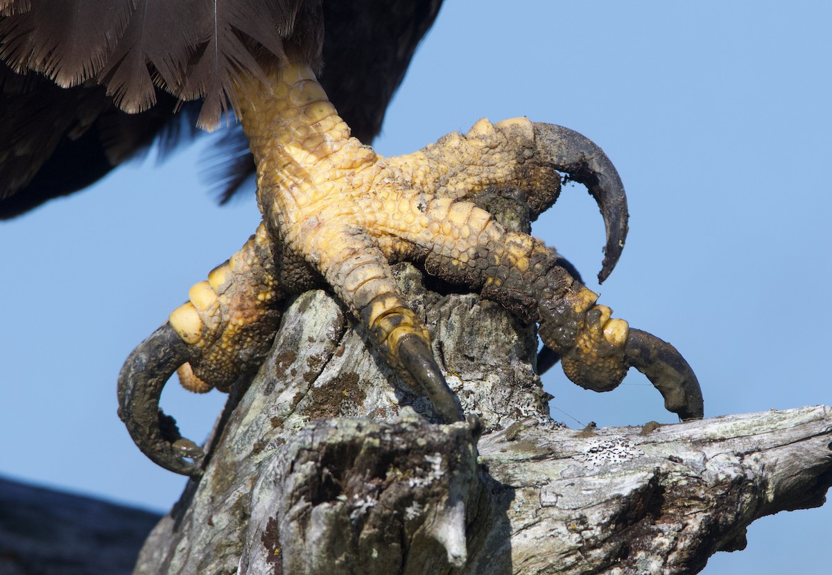 Bald Eagle - ML624694895