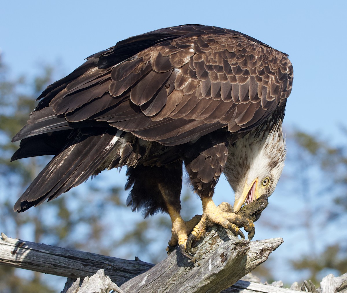 Bald Eagle - ML624694898