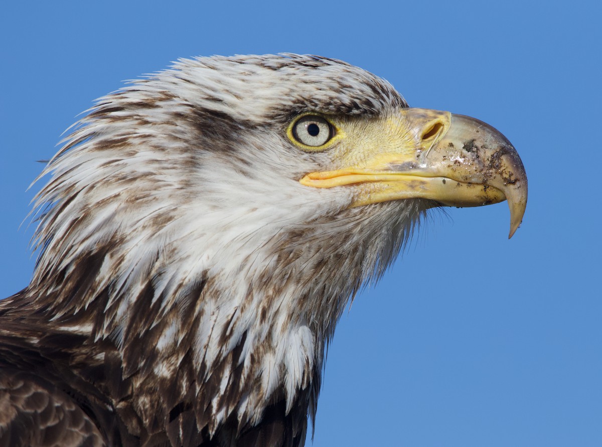 Bald Eagle - ML624694899