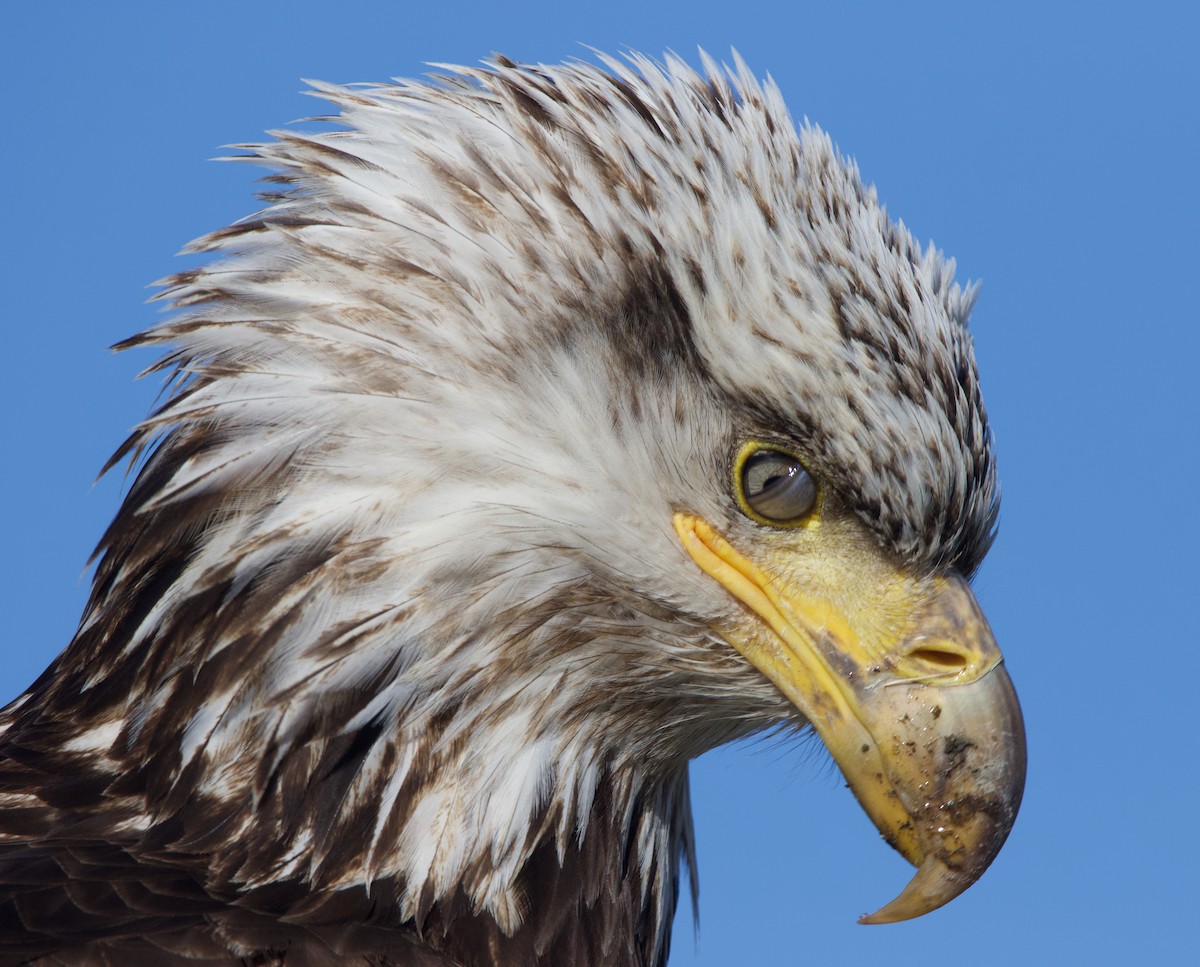 Bald Eagle - ML624694901