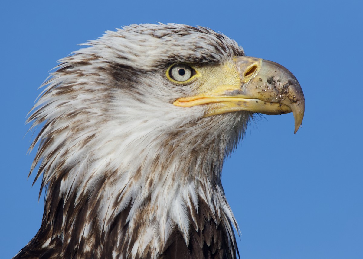 Bald Eagle - ML624694903