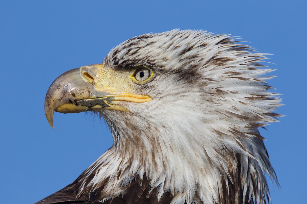 Bald Eagle - ML624694904