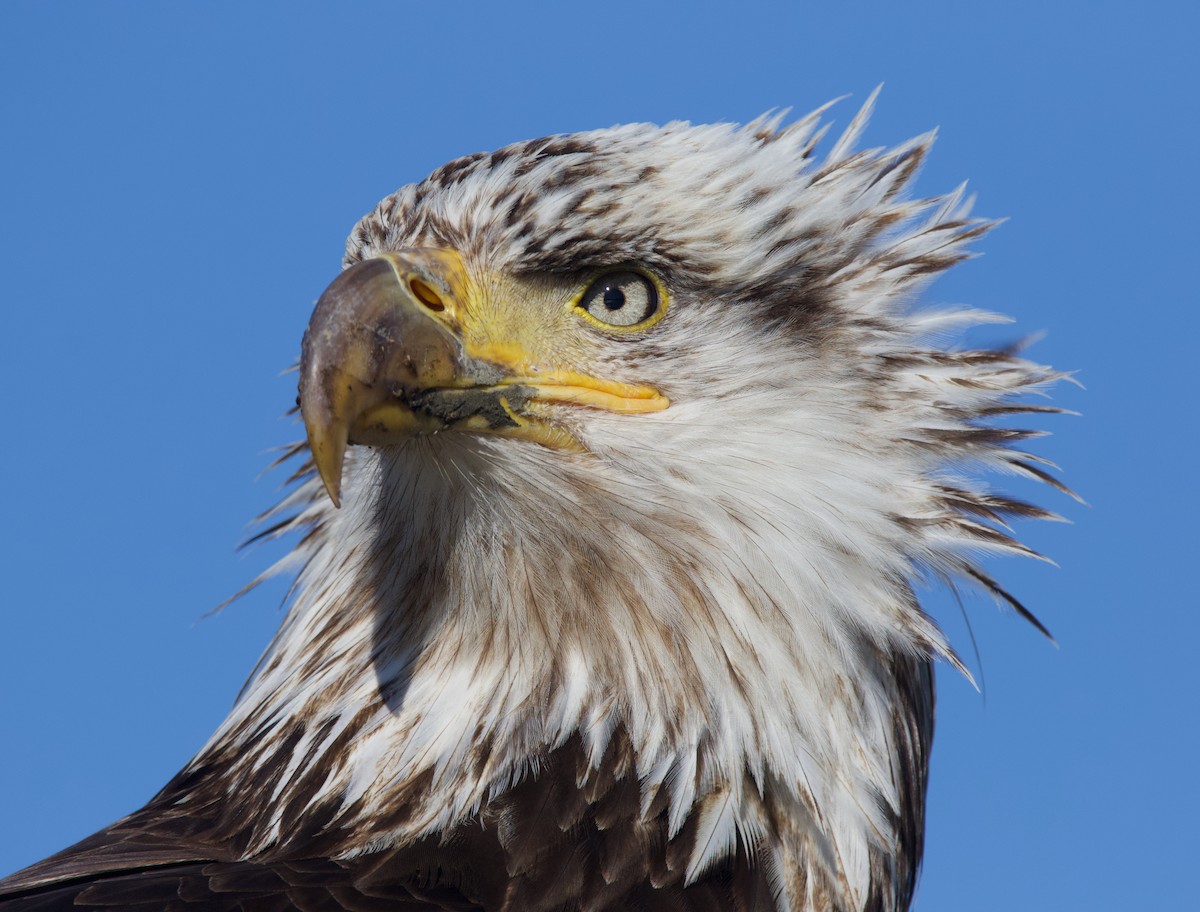 Bald Eagle - ML624694905