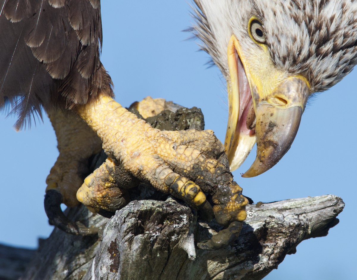 Bald Eagle - ML624694906