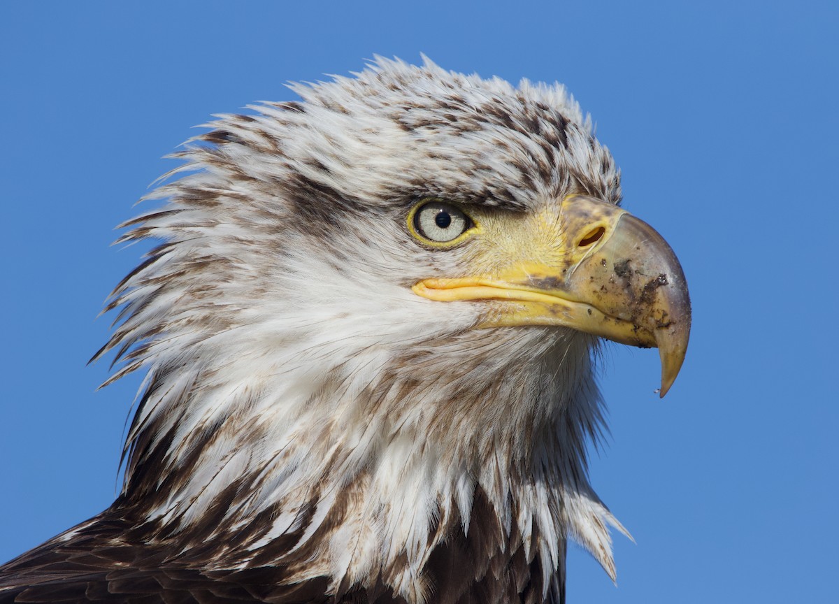 Bald Eagle - ML624694908