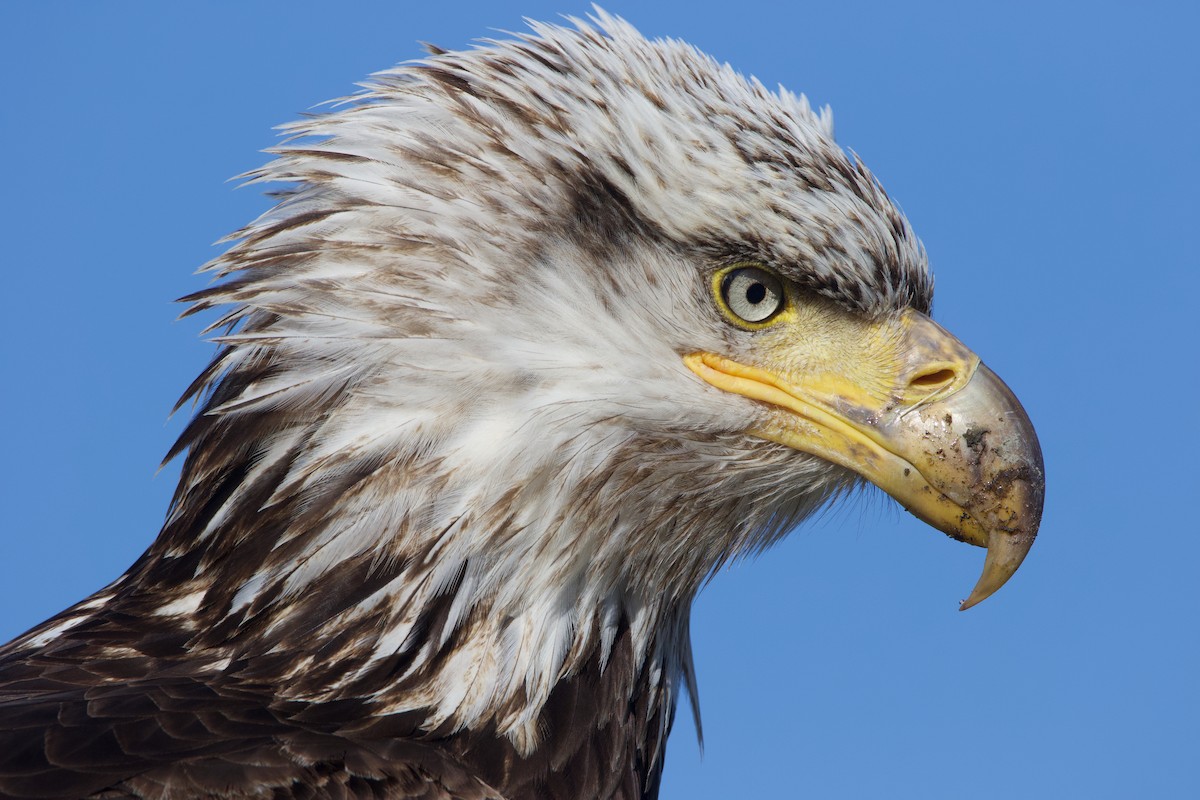 Bald Eagle - ML624694909