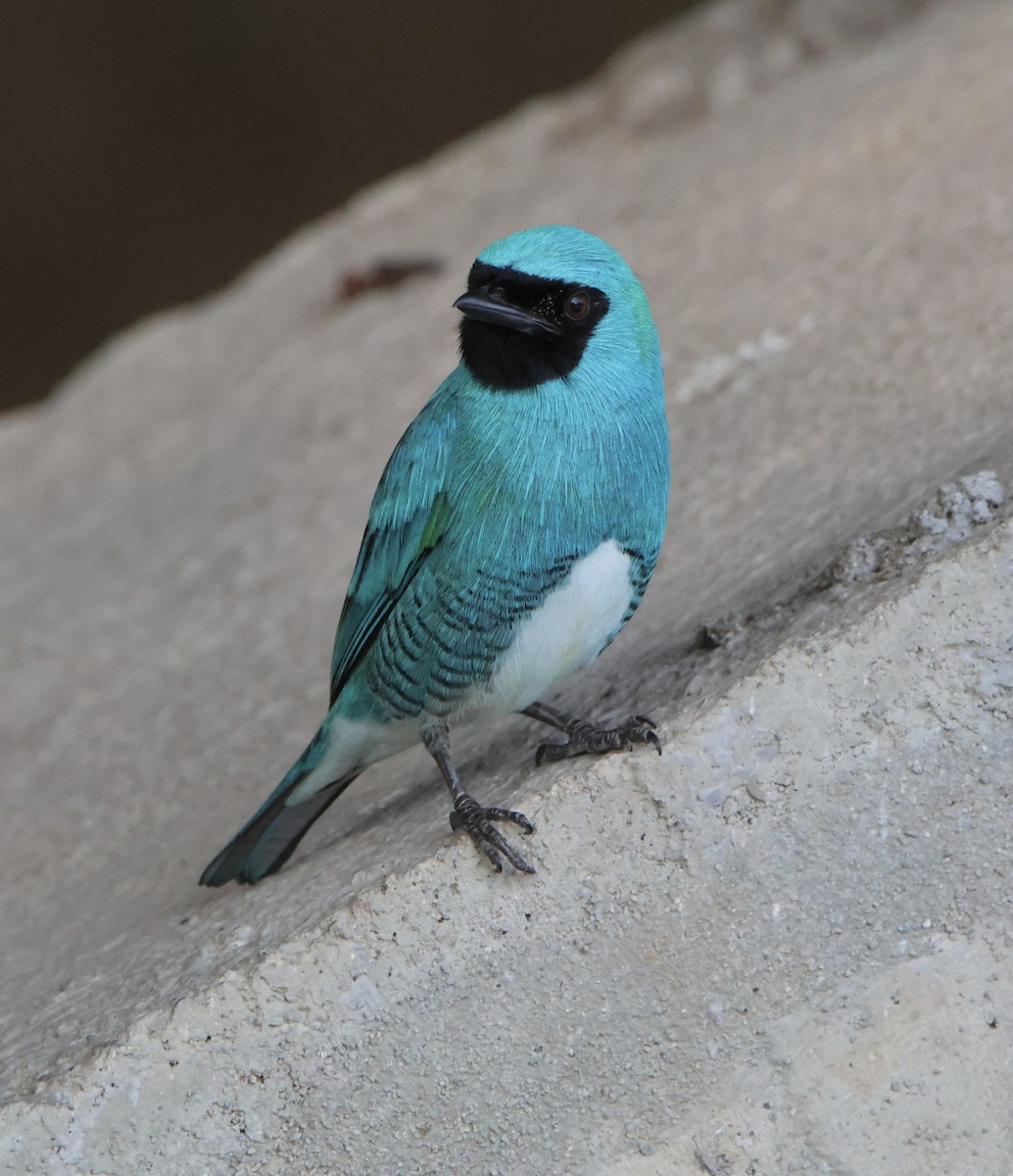 Tangara Golondrina - ML624694949