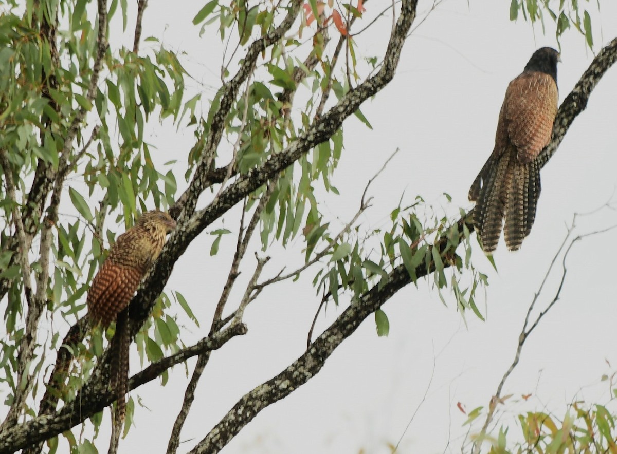 Pheasant Coucal - ML624694955