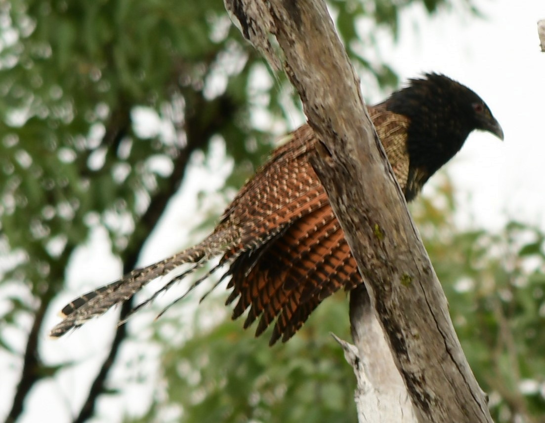 Pheasant Coucal - ML624694956