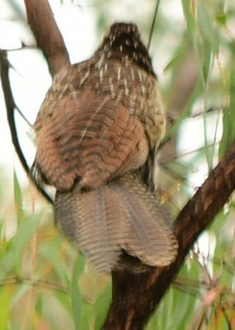 Pheasant Coucal - ML624694957