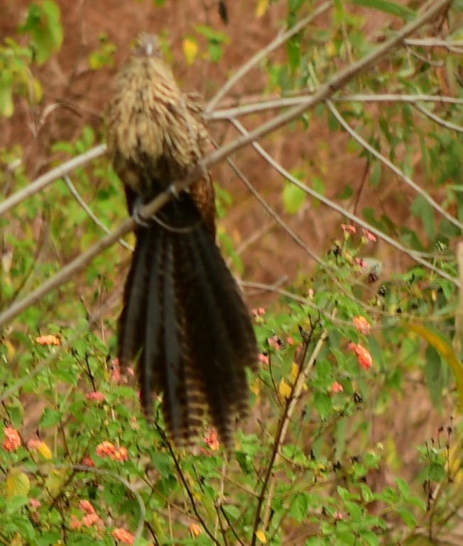 Pheasant Coucal - ML624694958