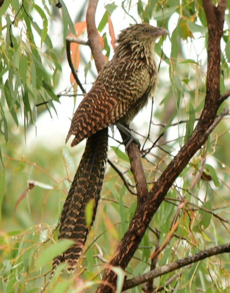Pheasant Coucal - ML624694959
