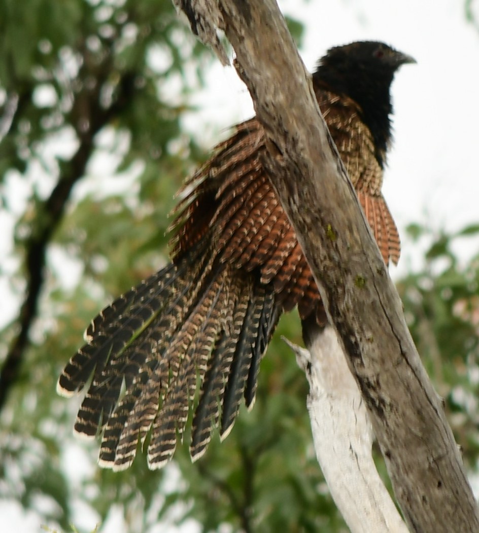 Pheasant Coucal - ML624694960