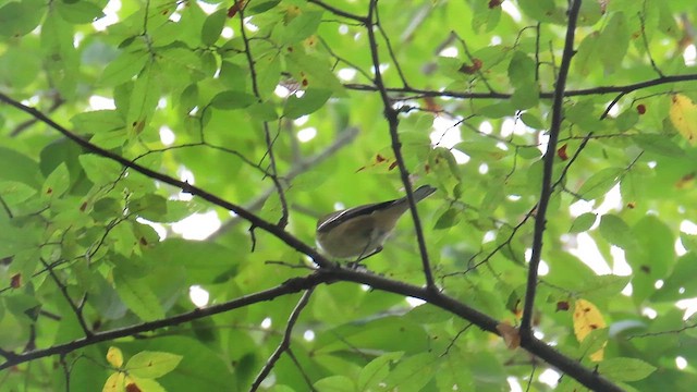 Bay-breasted Warbler - ML624694985