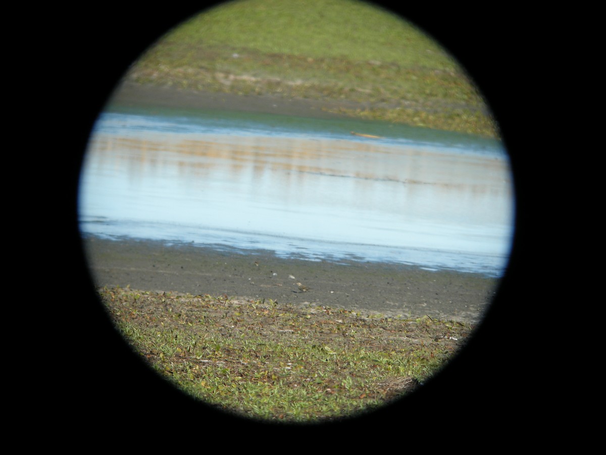 American Pipit - ML624695091