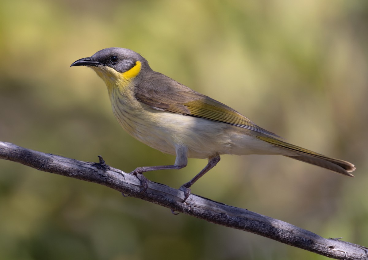 Gray-headed Honeyeater - ML624695092