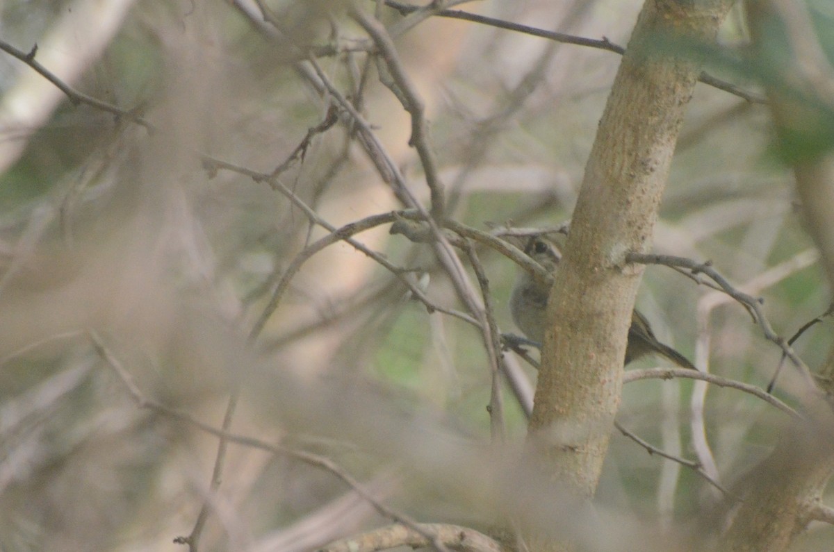 White-bellied Wren - ML624695202