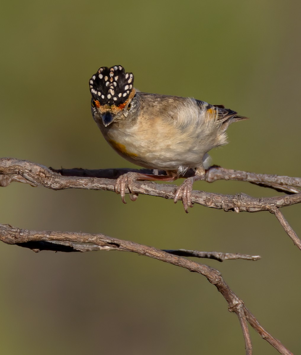 Red-browed Pardalote - ML624695360