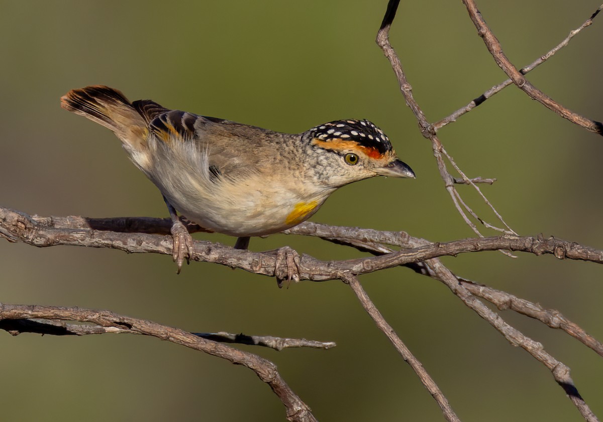 Red-browed Pardalote - ML624695361