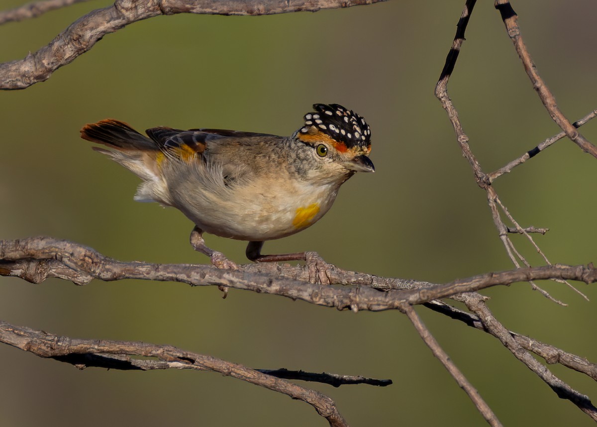 Red-browed Pardalote - ML624695362