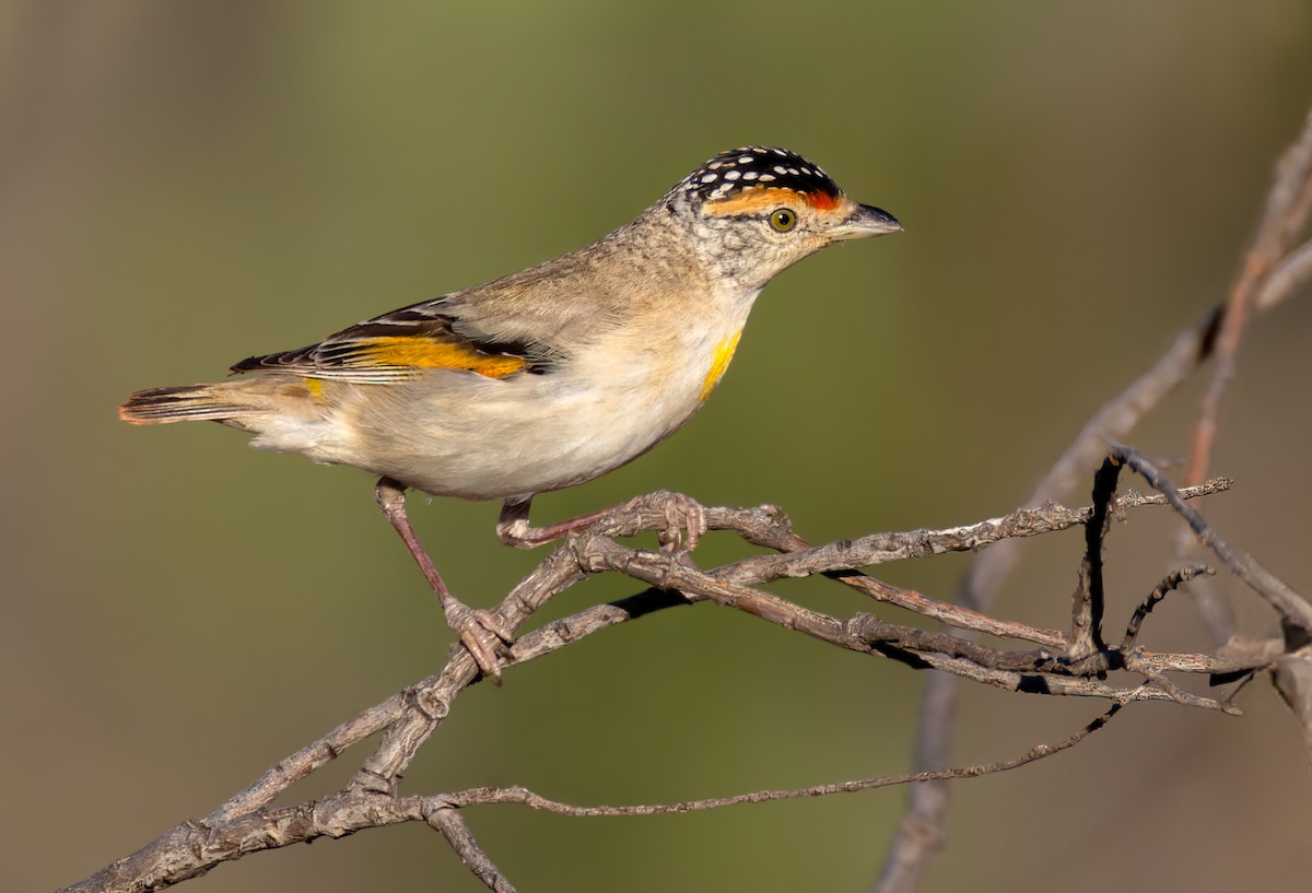 Red-browed Pardalote - ML624695363