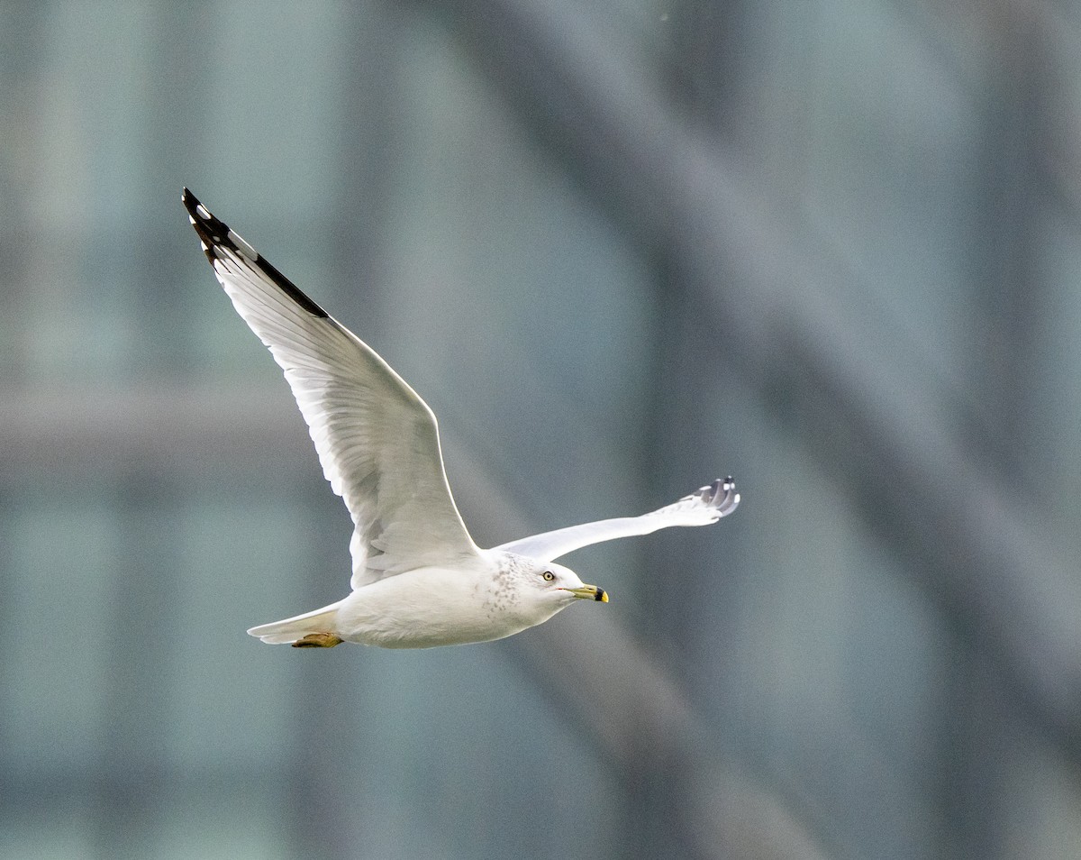 Ring-billed Gull - ML624695381