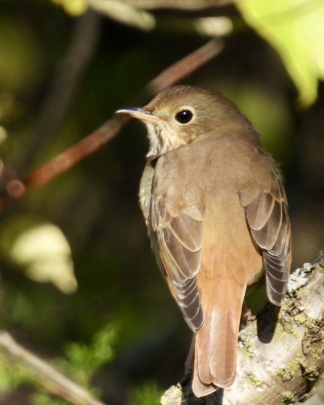 Hermit Thrush - ML624695680