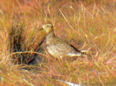 American Golden-Plover - ML624695749