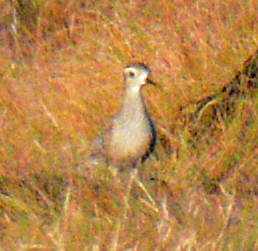 American Golden-Plover - ML624695750
