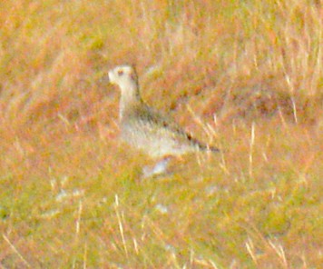 American Golden-Plover - ML624695751