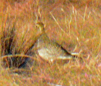 American Golden-Plover - ML624695752