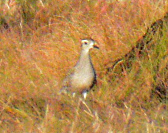 American Golden-Plover - ML624695753