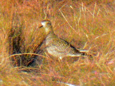 American Golden-Plover - ML624695754