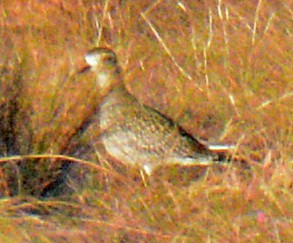 American Golden-Plover - ML624695755