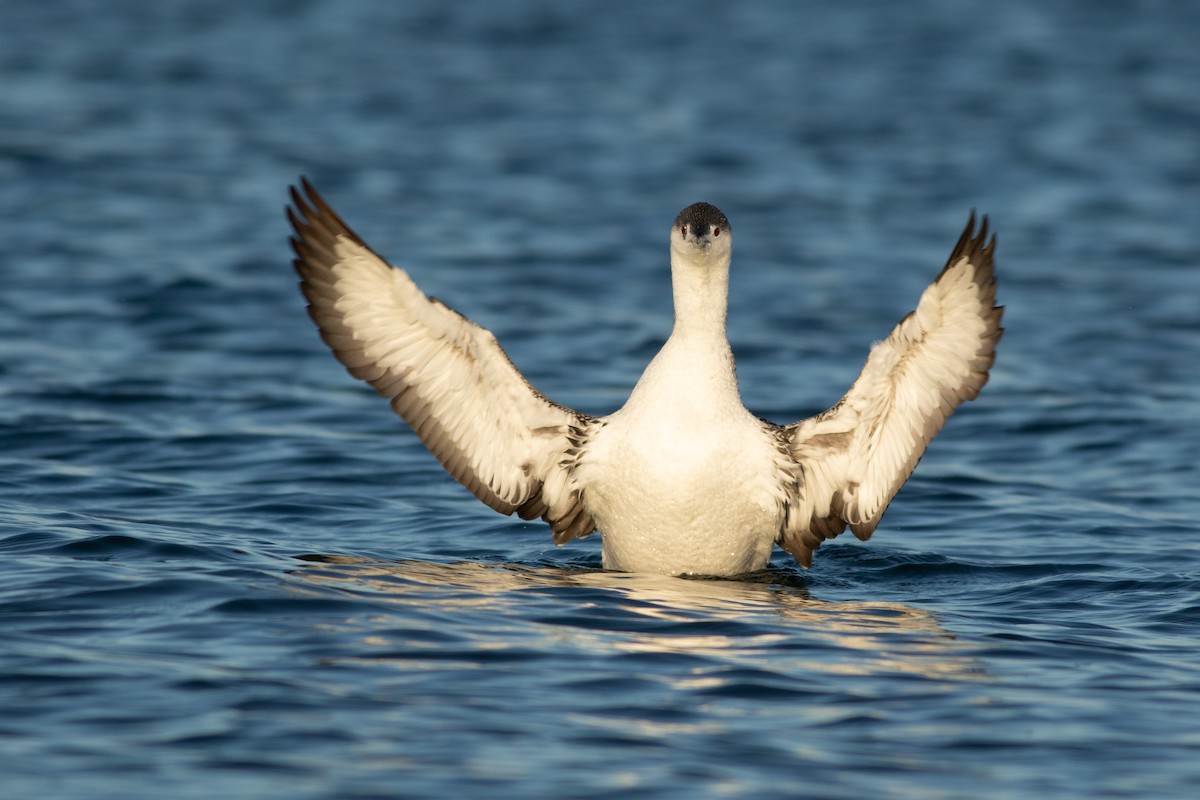 Red-throated Loon - ML624695777