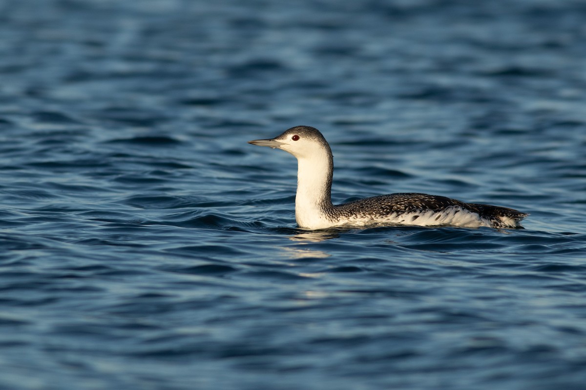 Red-throated Loon - ML624695838
