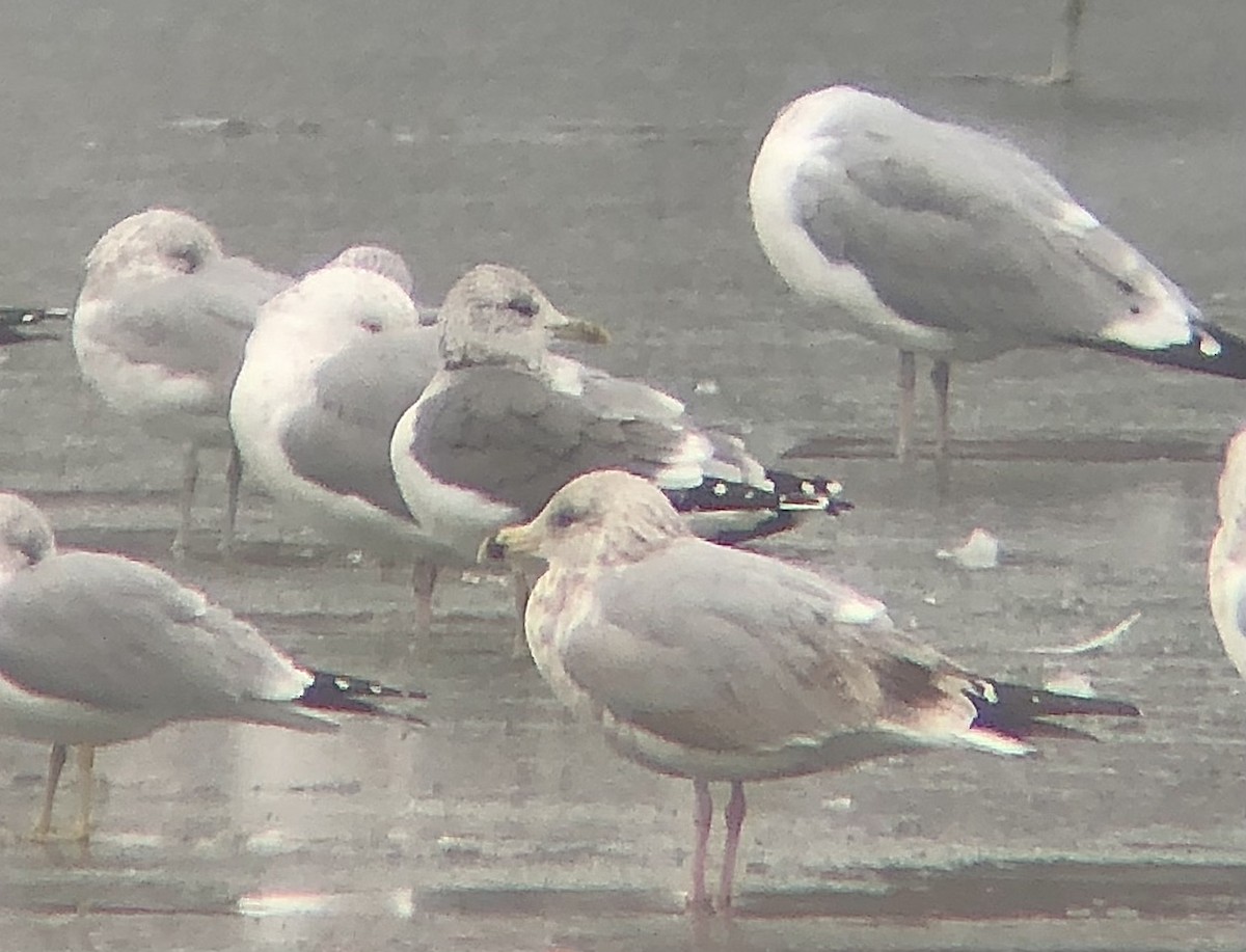 Common Gull (Kamchatka) - ML624695878