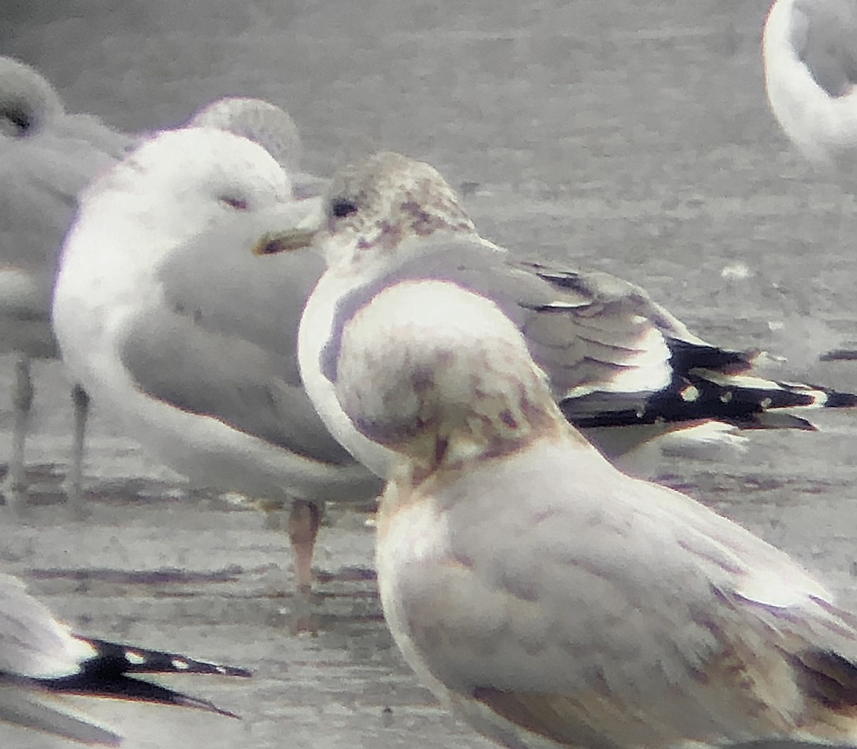 Common Gull (Kamchatka) - ML624695884