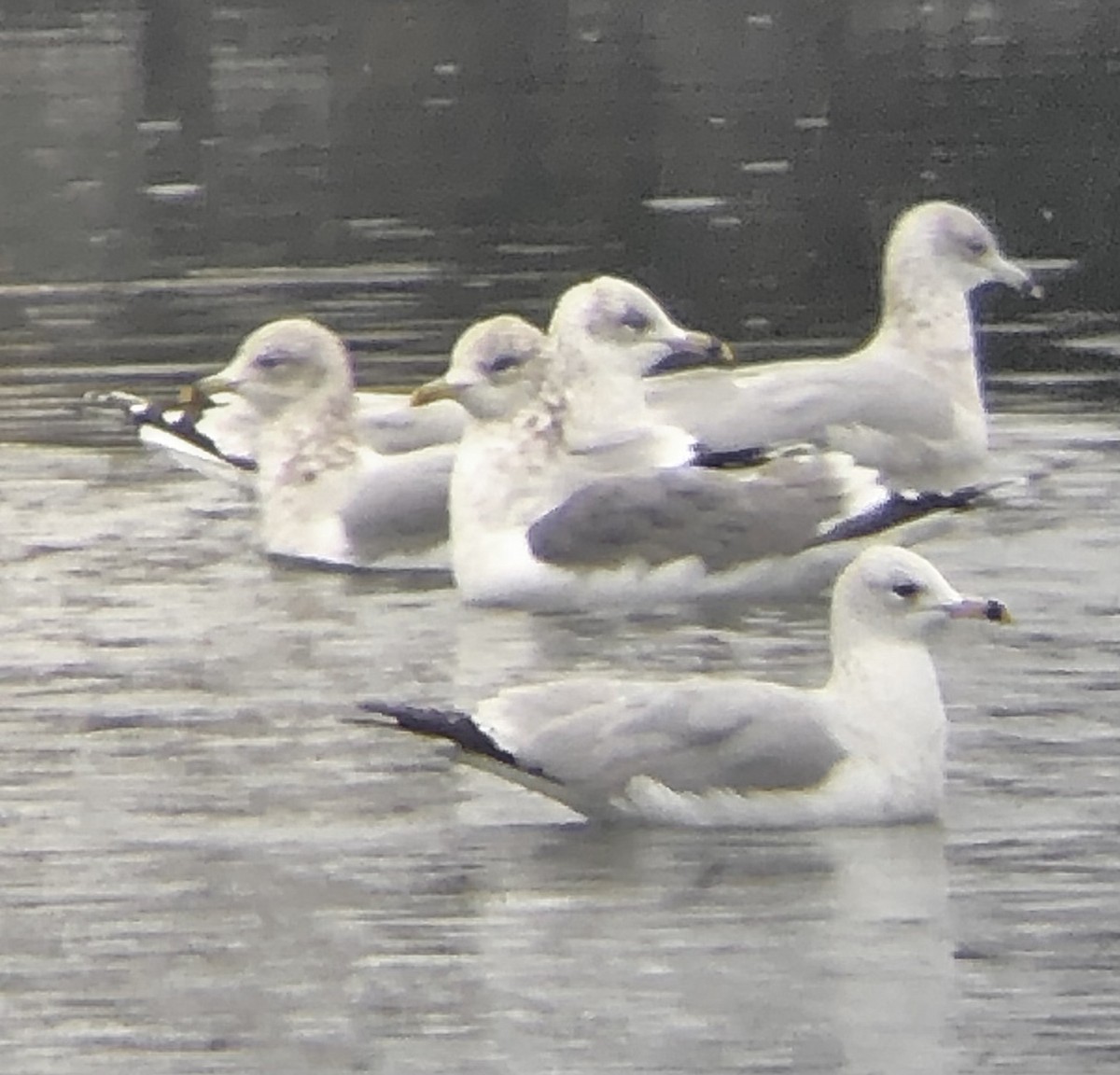 Common Gull (Kamchatka) - ML624695889