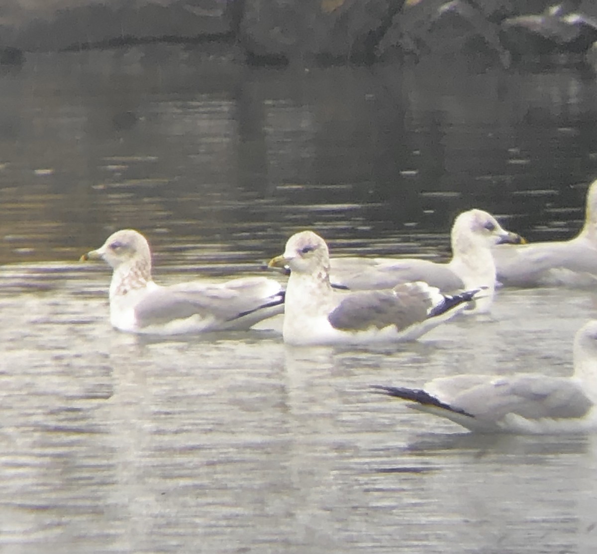 Common Gull (Kamchatka) - ML624695890