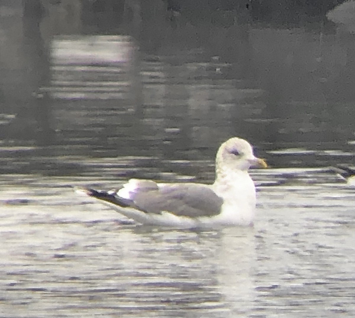 Common Gull (Kamchatka) - ML624695893